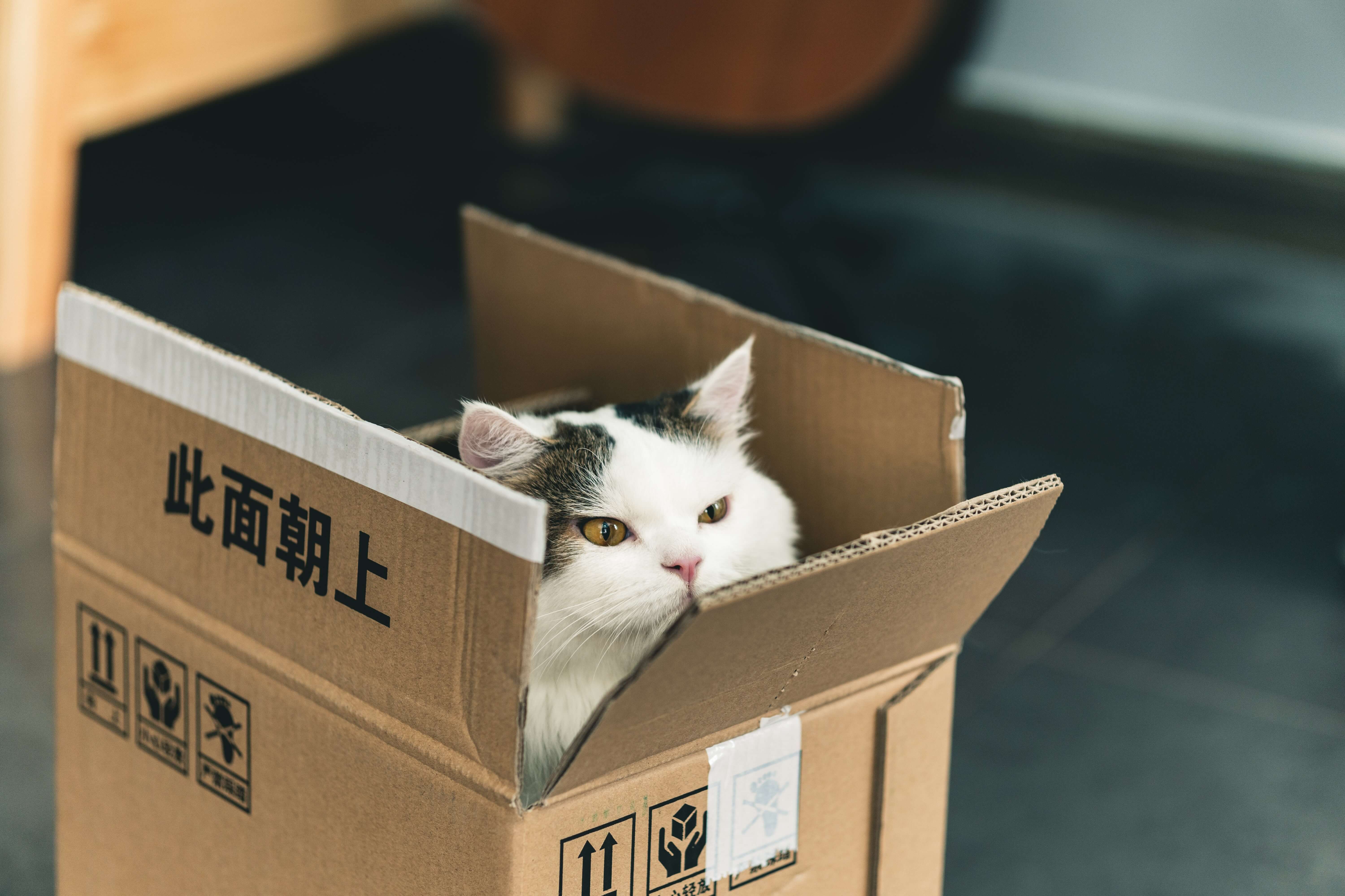 8 Best Cat Litter Brands In Malaysia